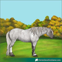 Horse Color:White Spotted Silver Blue Roan
