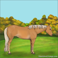 Horse Color:Palomino 