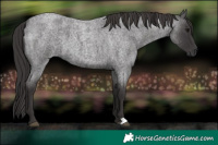 Horse Color:Smoky Blue Roan 