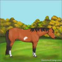Horse Color:Bay Tobiano Frame 