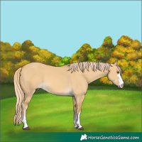Horse Color:Palomino Dun