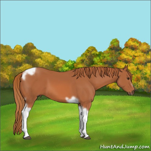Horse Color:Chestnut Tobiano Frame