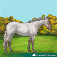 Horse Color:White Spotted Silver Blue Roan