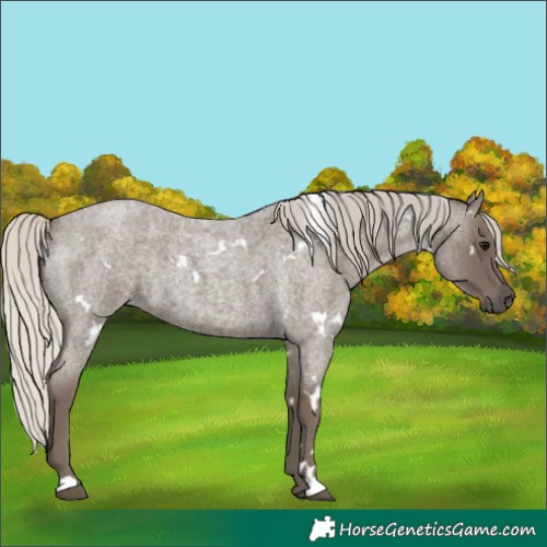 Horse Color:White Spotted Silver Blue Roan 