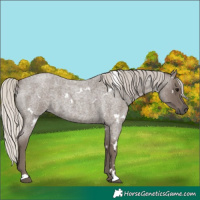 Horse Color:White Spotted Silver Blue Roan 