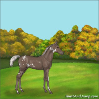 Horse Color:White Spotted Silver Black Sabino 