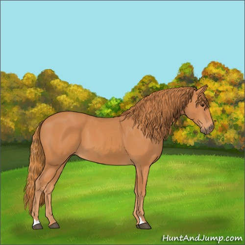 Horse Color:Chestnut 