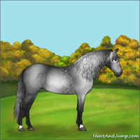Horse Color:Gray Black 
