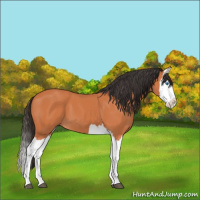 Horse Color:Bay Splash 