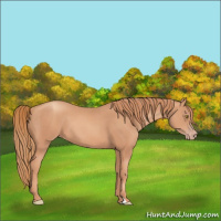 Horse Color:Gold Champagne 