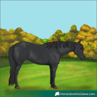 Horse Color:Black 