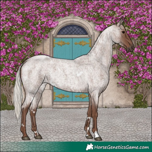 Horse Color:White Spotted Silver Blue Roan 
