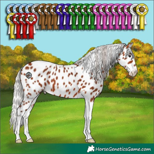 Horse Color:Silver Bay Tobiano Appaloosa 