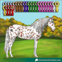 Horse Color:Silver Bay Tobiano Appaloosa 