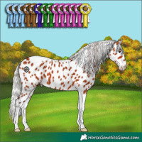 Horse Color:Silver Bay Tobiano Appaloosa 
