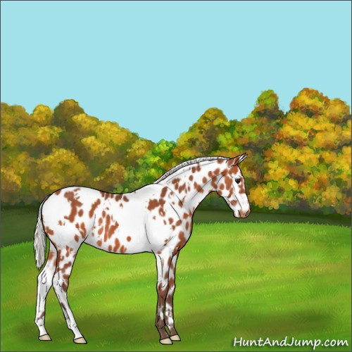 Horse Color:White Spotted Silver Bay Appaloosa 