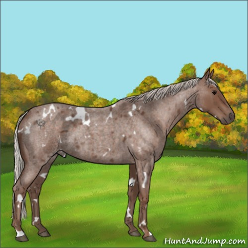 Horse Color:White Spotted Silver Blue Roan 