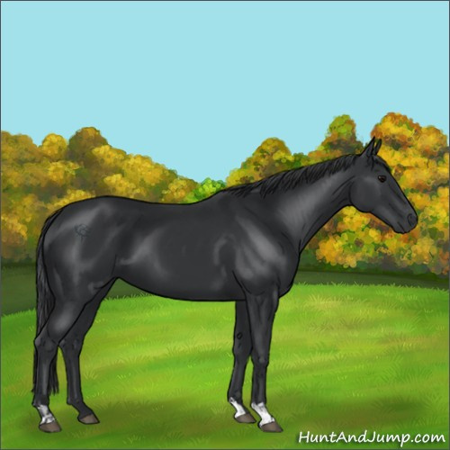 Horse Color:Black  and Black 