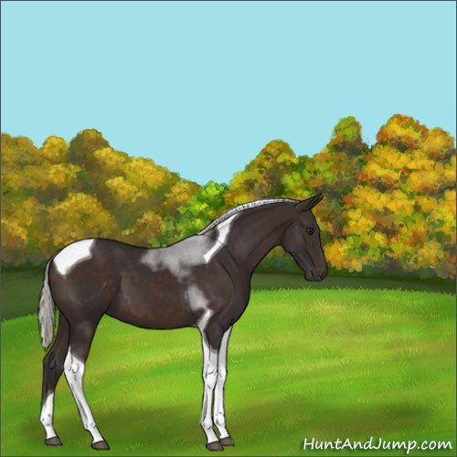Horse Color:Silver Brown Tobiano 