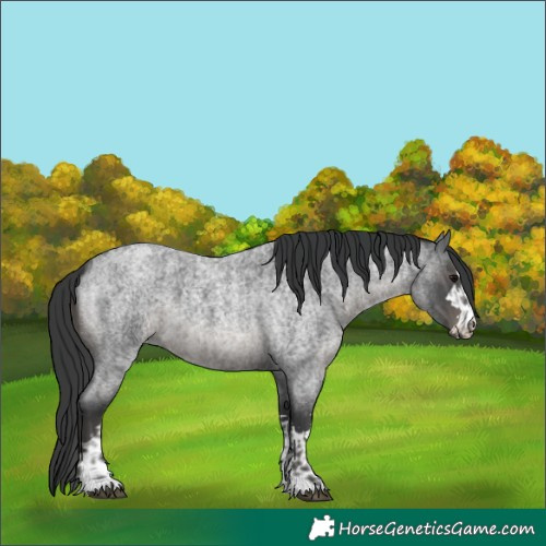 Horse Color:Blue Roan  and Blue Roan 