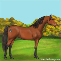 Horse Color:Bay 