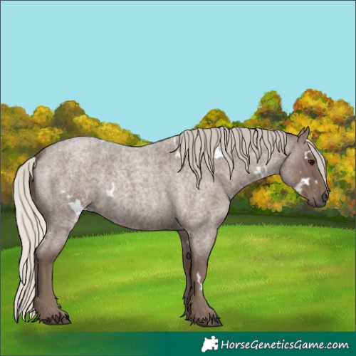 Horse Color:White Spotted Silver Blue Roan 