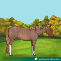 Horse Color:Red Roan Tobiano 