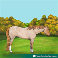 Horse Color:Red Roan Tobiano 