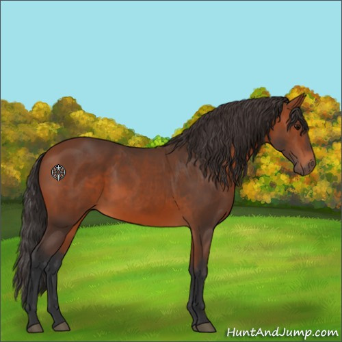 Horse Color:Bay 