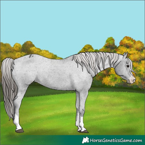 Horse Color:Black Varnish Rabicano
