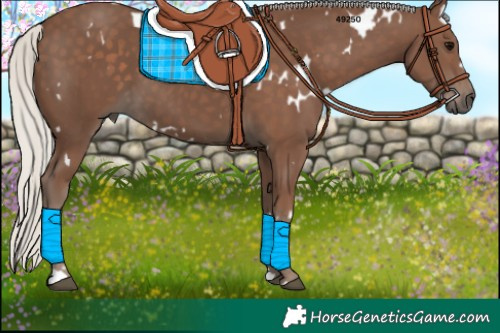 Horse Color:White Spotted Silver Black 