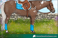 Horse Color:White Spotted Silver Black 