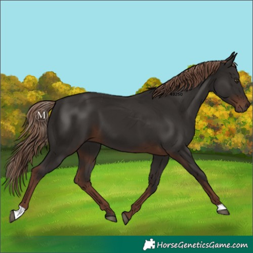 Horse Color:Liver Chestnut 
