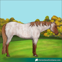 Horse Color:Red Roan 