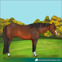 Horse Color:Bay 