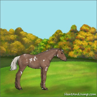 Horse Color:White Spotted Silver Blue Roan 