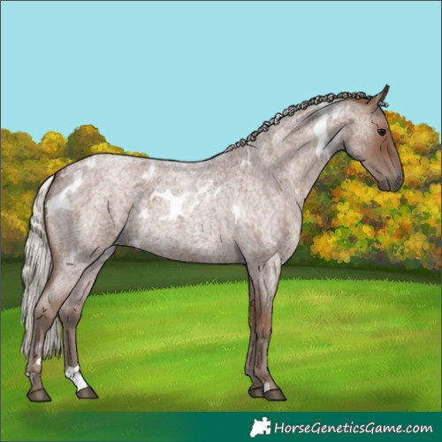 Horse Color:White Spotted Silver Blue Roan