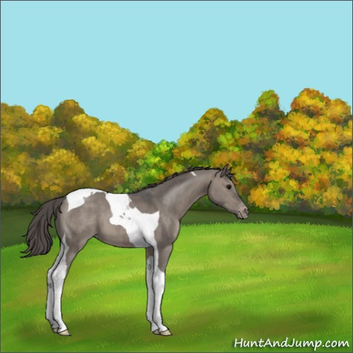 Horse Color:Grullo Tobiano Appaloosa 