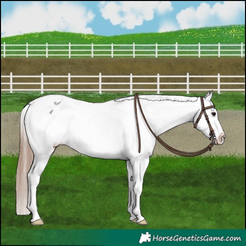 Horse Color:Grullo Tobiano Appaloosa