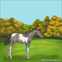 Horse Color:Grullo Tobiano Appaloosa 