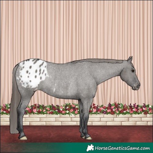Horse Color:Grullo Appaloosa Rabicano 