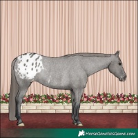 Horse Color:Grullo Appaloosa Rabicano 