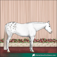 Horse Color:Grullo Appaloosa Rabicano 