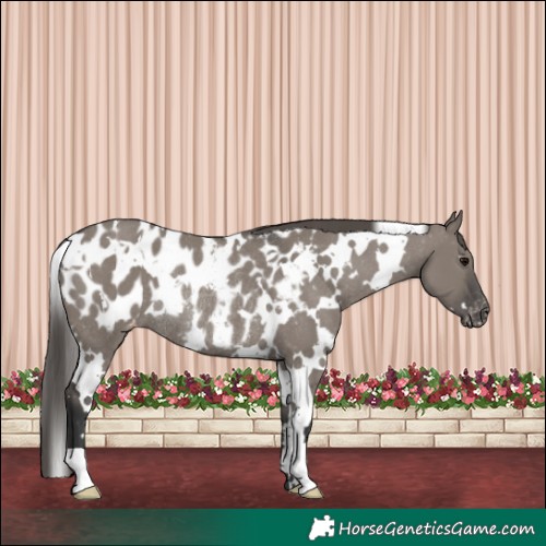Horse Color:White Spotted Grullo Appaloosa Rabicano 