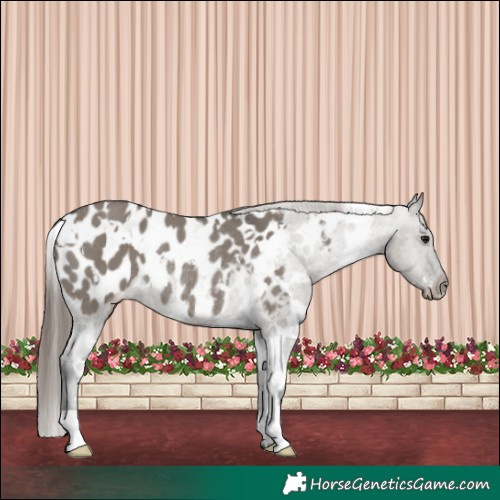 Horse Color:White Spotted Grullo Near Leopard Rabicano