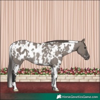 Horse Color:White Spotted Grullo Appaloosa Rabicano
