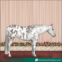 Horse Color:White Spotted Grullo Appaloosa Rabicano