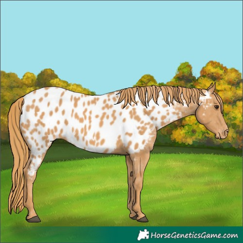 Horse Color:Chestnut Appaloosa