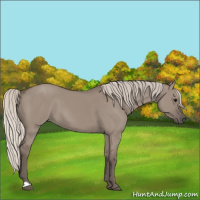 Horse Color:Silver Grullo 
