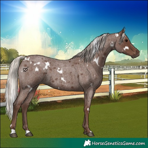 Horse Color:White Spotted Silver Blue Roan